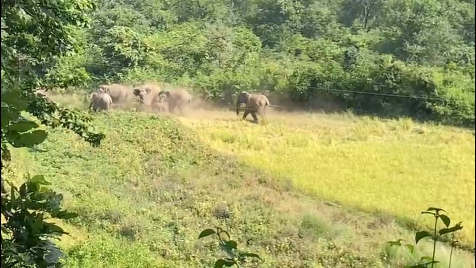 Uttarakhand lansdowne News : Angry Group of elephants destroy crops Video Viral