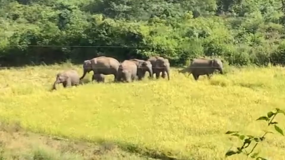 Uttarakhand lansdowne News : Angry Group of elephants destroy crops Video Viral