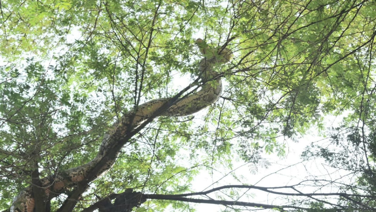 Giant python climbed on tree in Gajraula