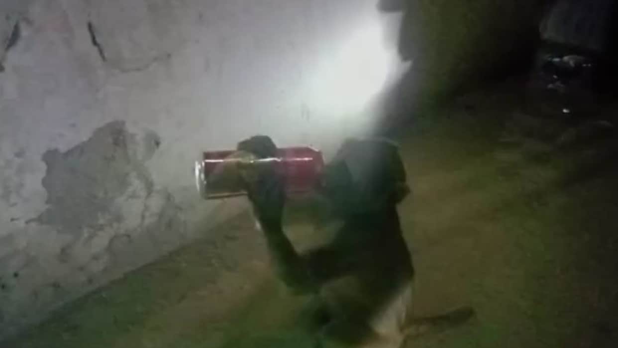 Video of monkey drinking wine in Raebareli going viral.