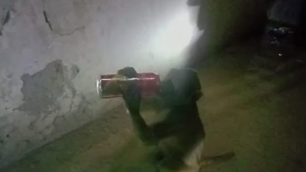 Video of monkey drinking wine in Raebareli going viral.