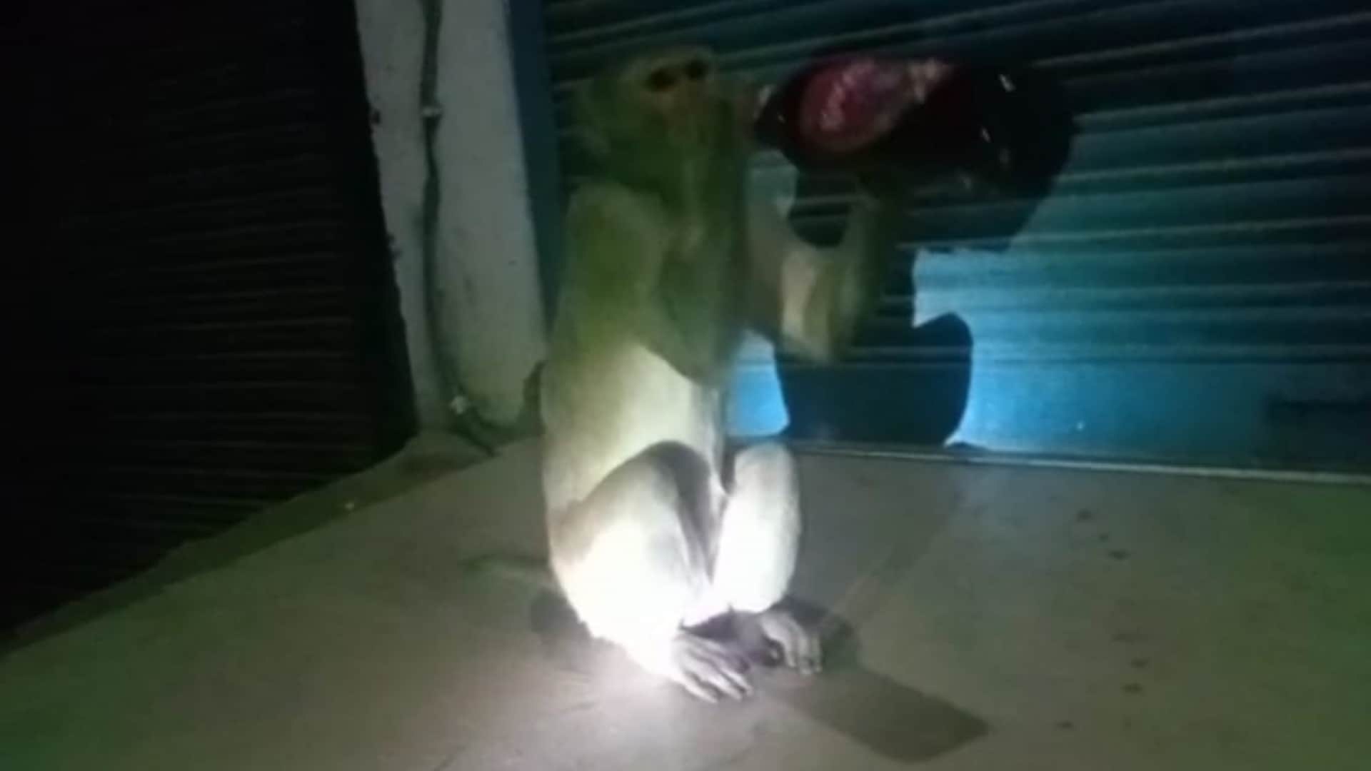 Video of monkey drinking wine in Raebareli going viral.