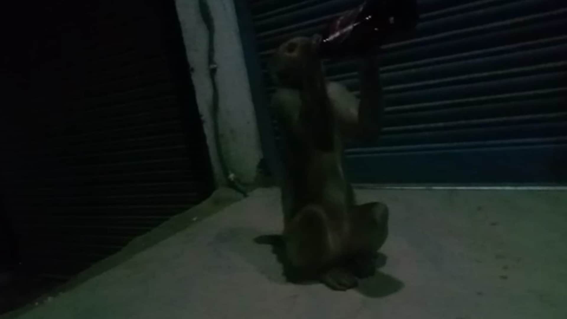 Video of monkey drinking wine in Raebareli going viral.