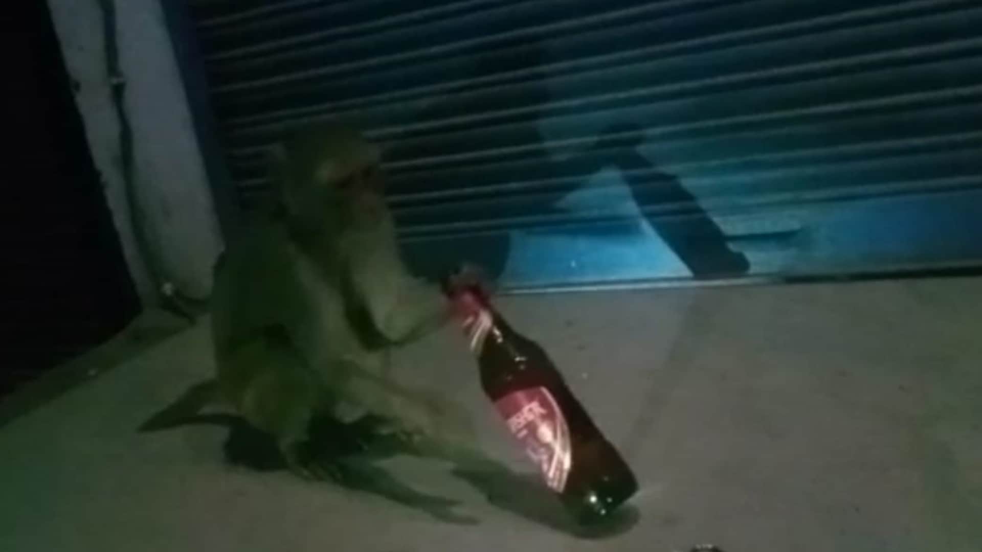 Video of monkey drinking wine in Raebareli going viral.