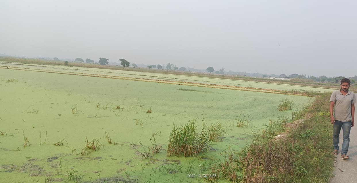 Increased area of drain water, 300 bigha crop affected