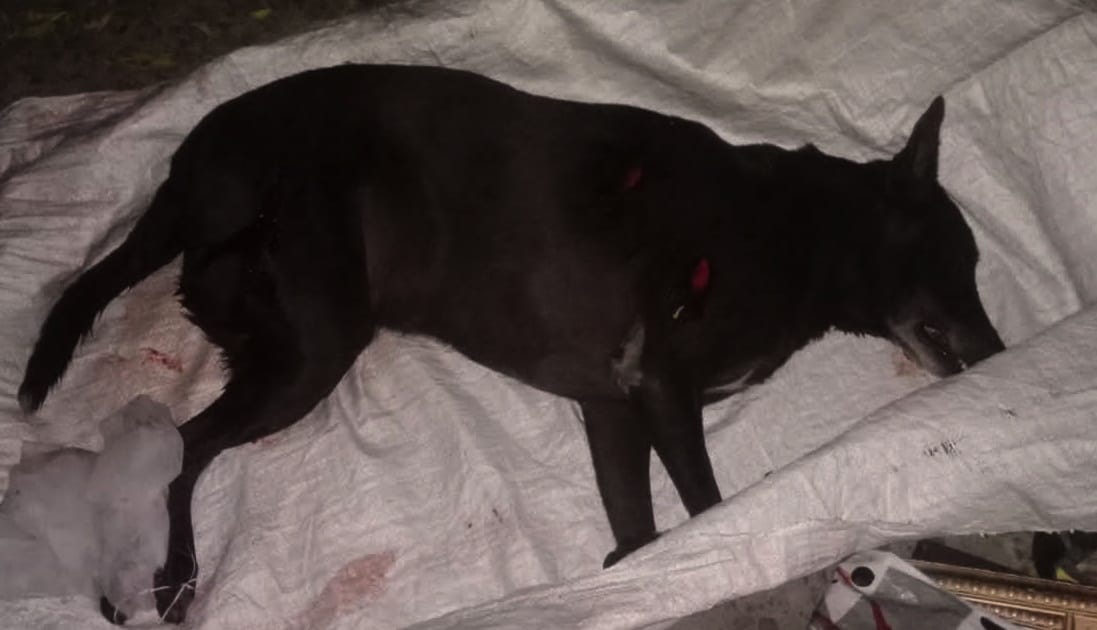 Girl Suicide on the death of a street dog, ten dogs were kept in the house