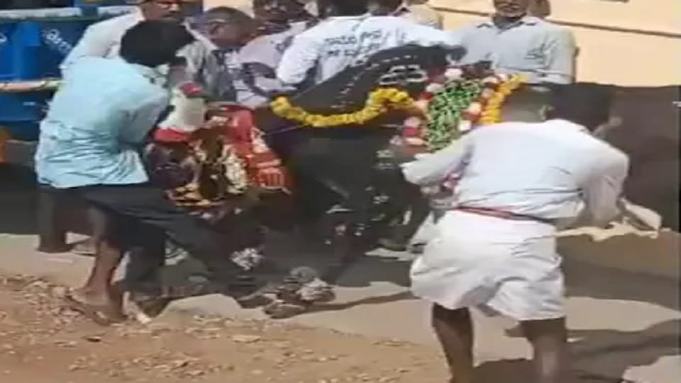 Spectators Died during Hori Habba Bull Race in Karnataka’s Shivamogga News in Hindi