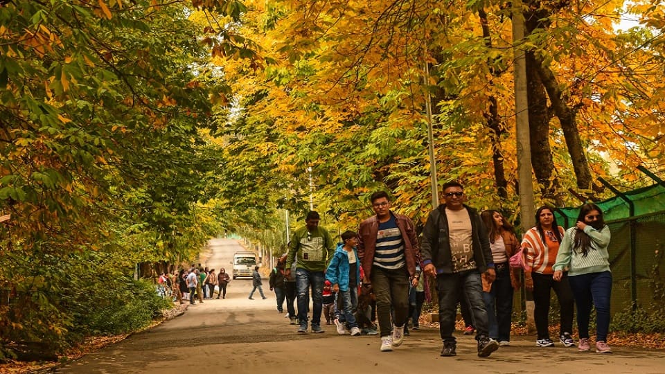 Autumn season in Kashmir, beautiful sheet of poplar leaves lying on the earth