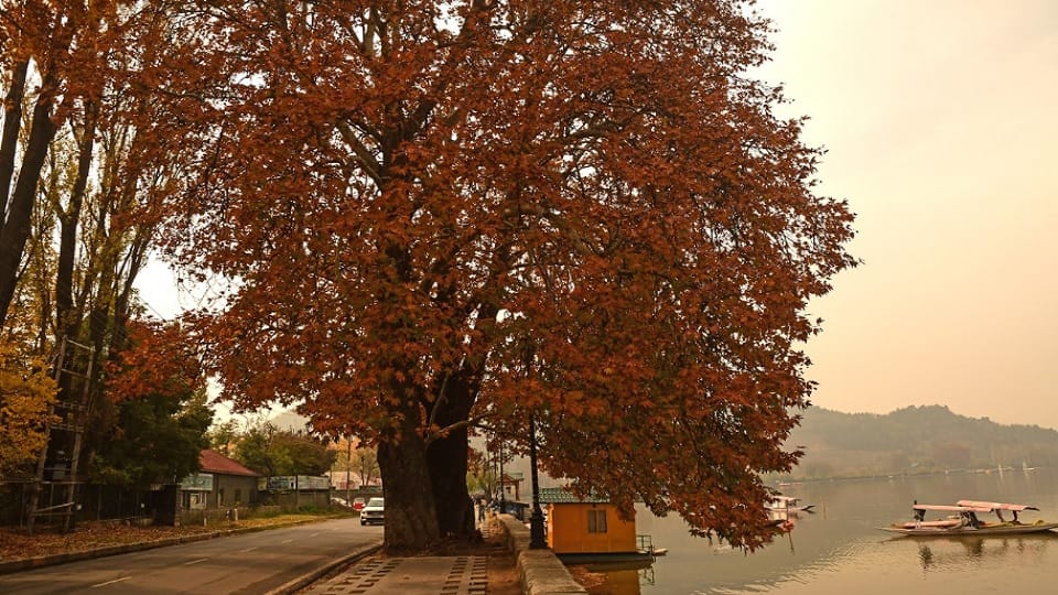 Autumn season in Kashmir, beautiful sheet of poplar leaves lying on the earth