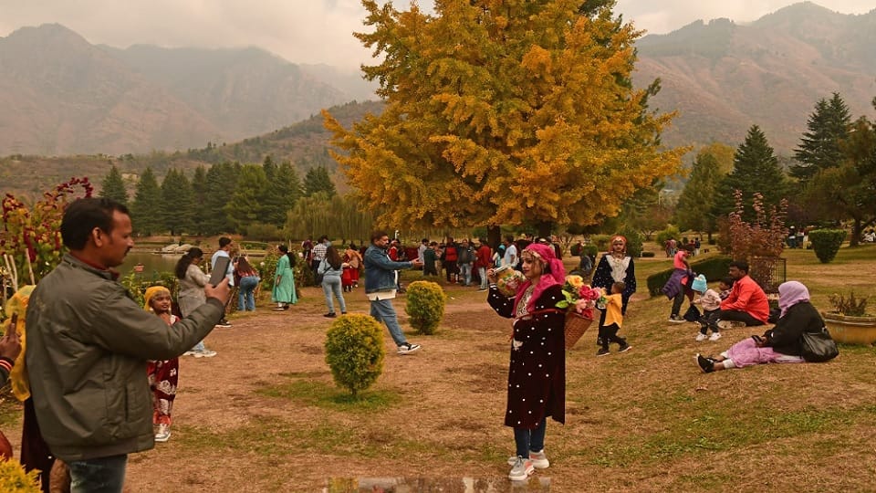 Autumn season in Kashmir, beautiful sheet of poplar leaves lying on the earth
