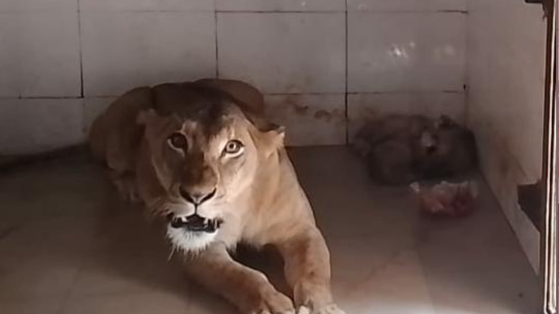 Babbar lioness Pari gave birth to three cubs in Gandhi Zoological Park Gwalior see beautiful pictures