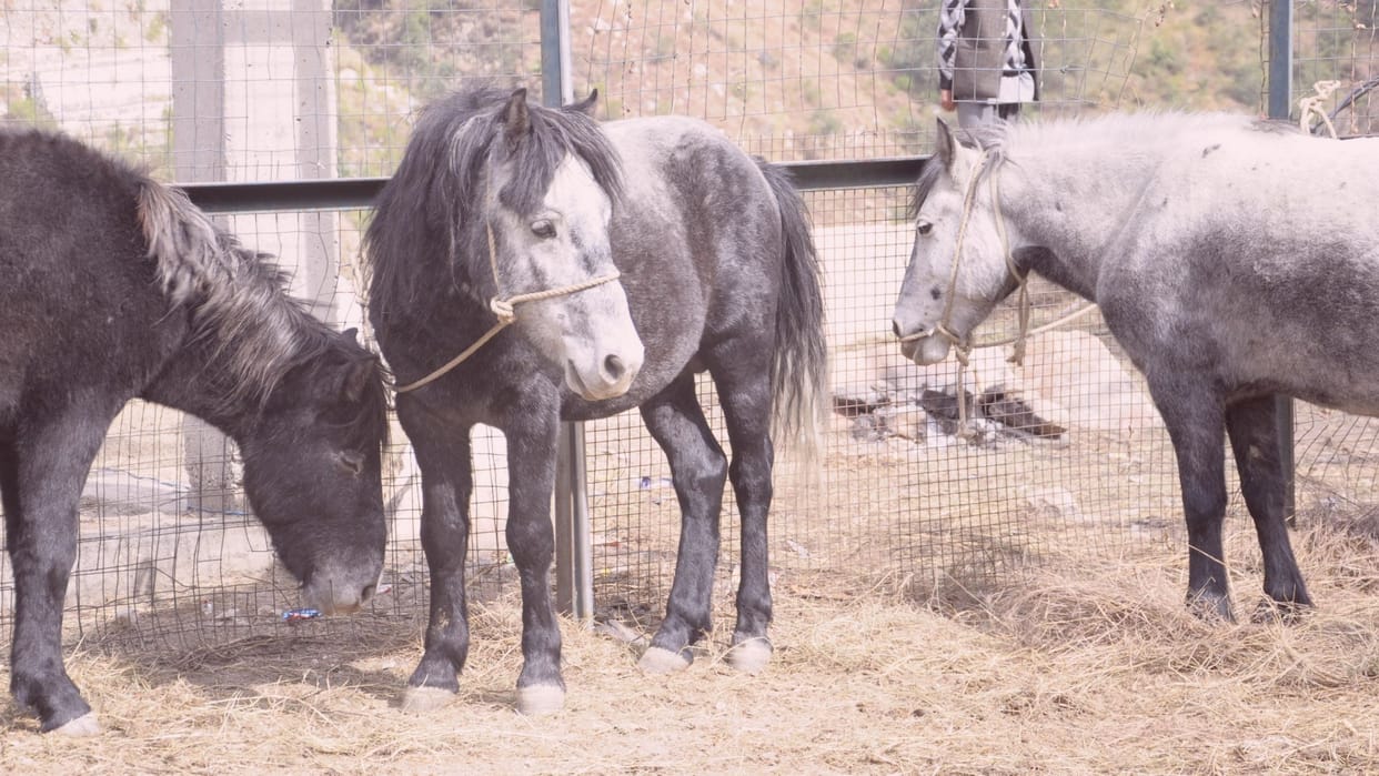 chamurthi horse in international lavi fair 2022 rampur bushahar