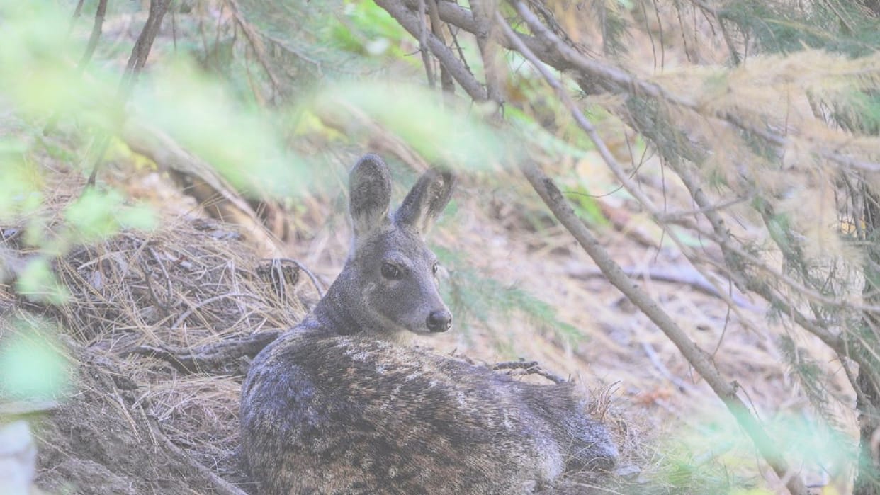 Female Himalayan musk deer caught on camera in Lahaul forest