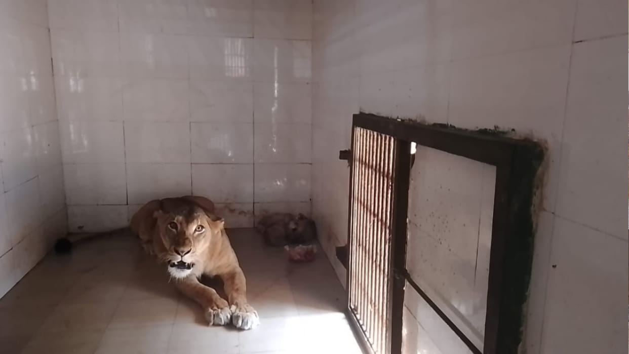 Babbar lioness Pari gave birth to three cubs in Gandhi Zoological Park Gwalior see beautiful pictures