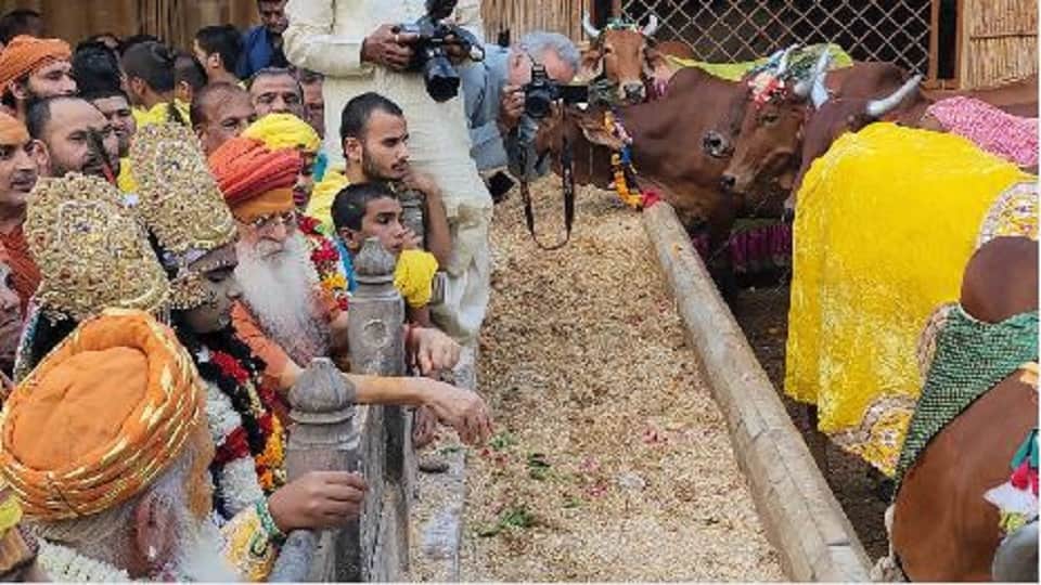 Gopashtami 2022 Gopashtami celebrate in Braj mathura hindi news