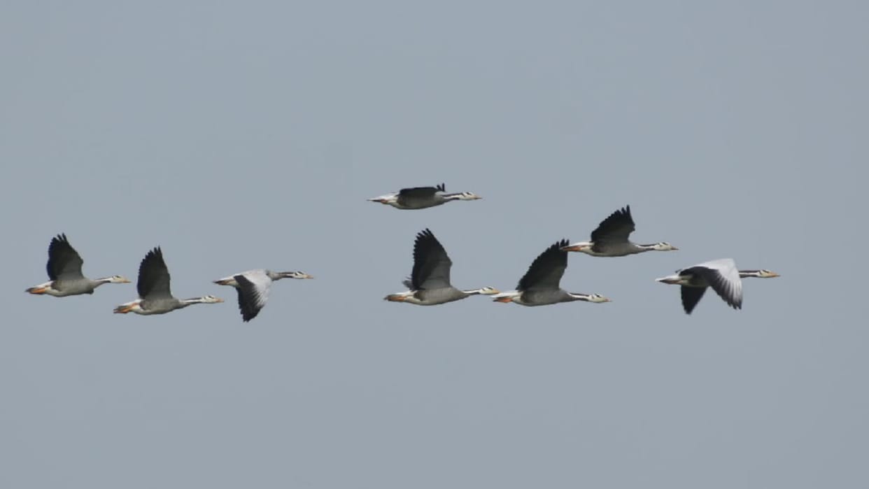 Hastinapur century is buzzing with guest birds, migratory birds are seen playing in the lakes