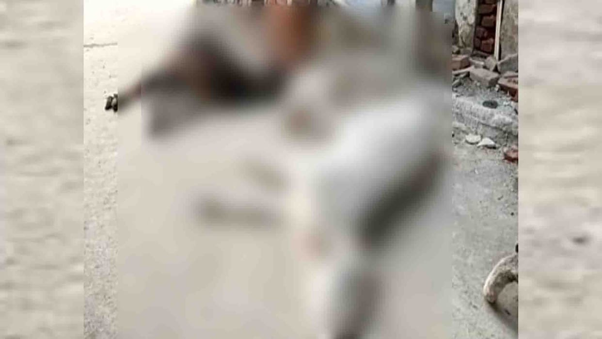 Hamirpur: Death of three animals thrown outside hospital