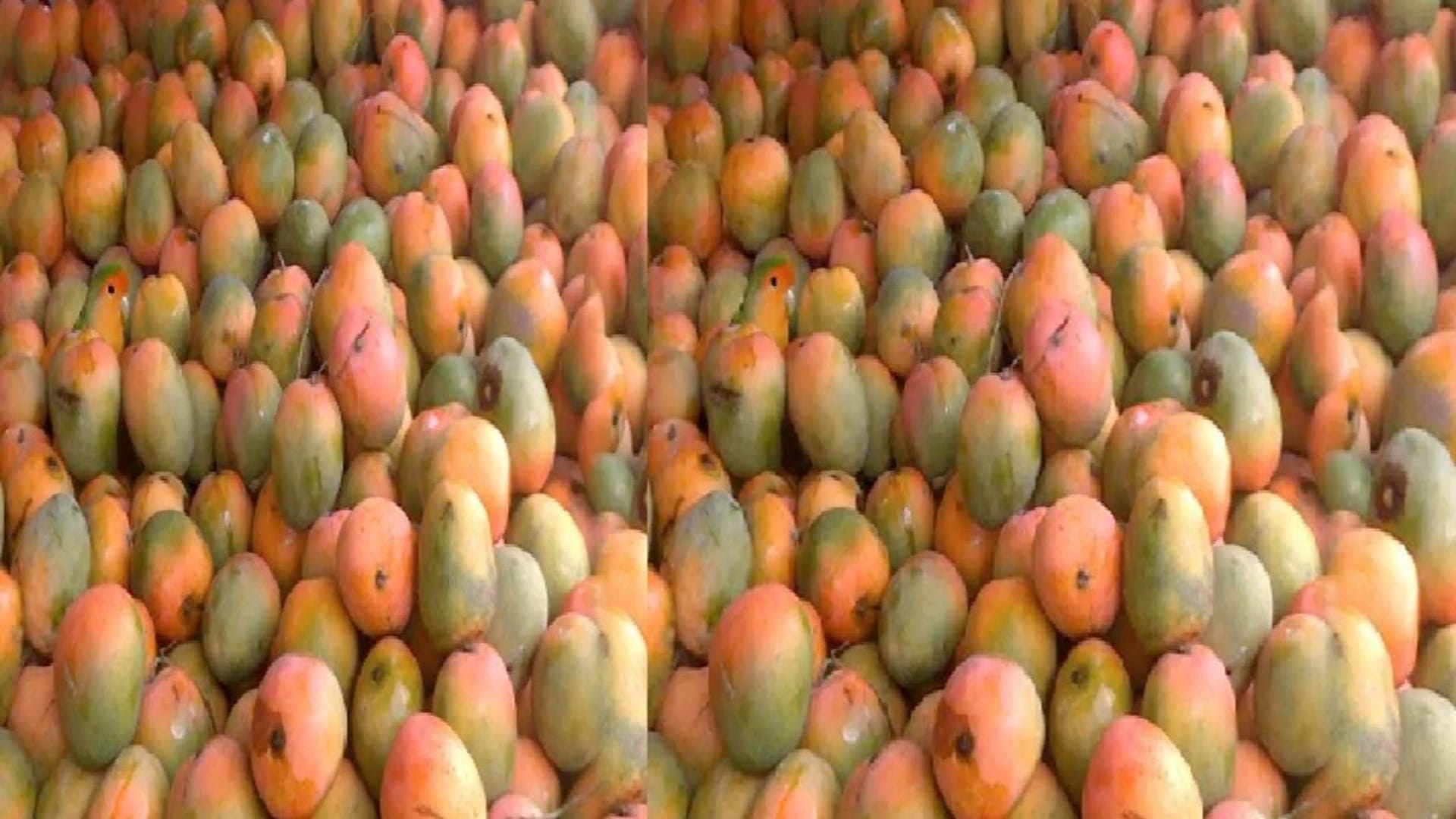 optical illusion can you spot the parrot hiding in image