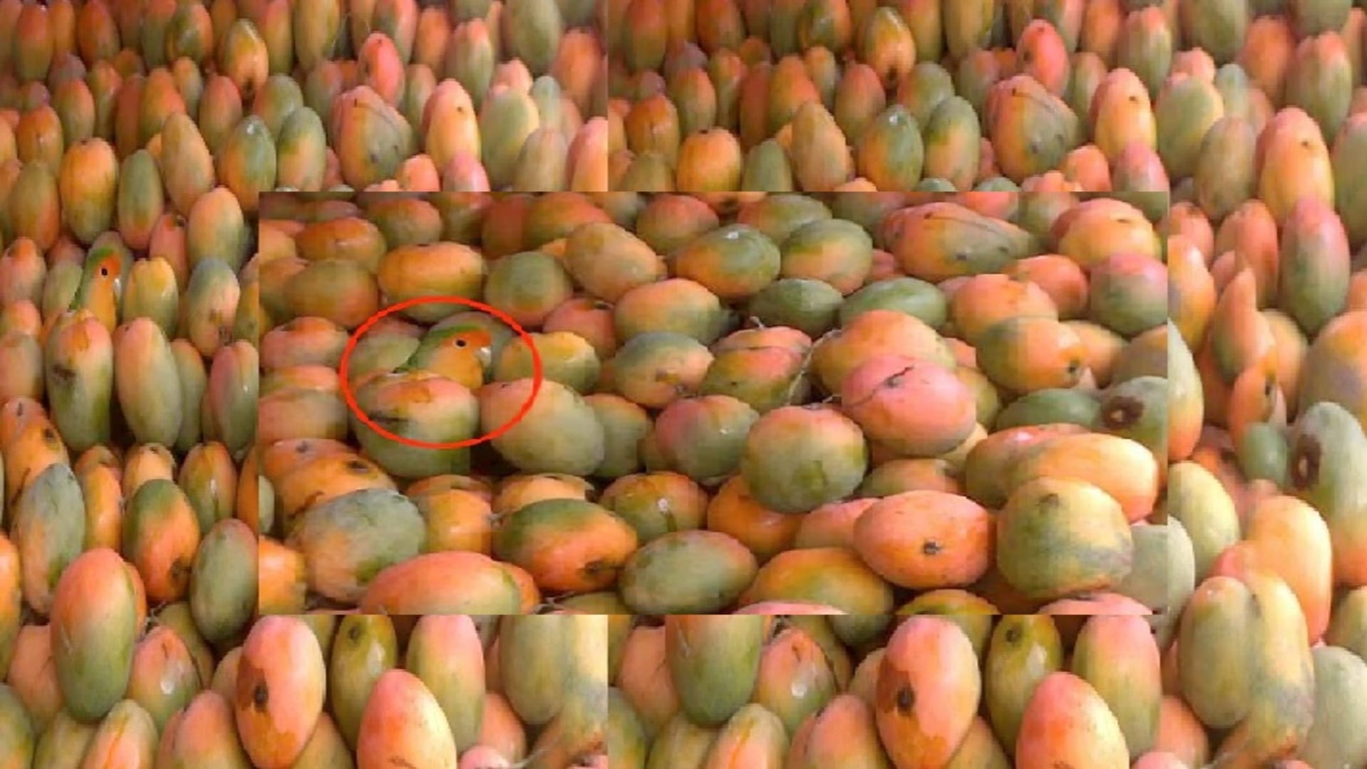 optical illusion can you spot the parrot hiding in image
