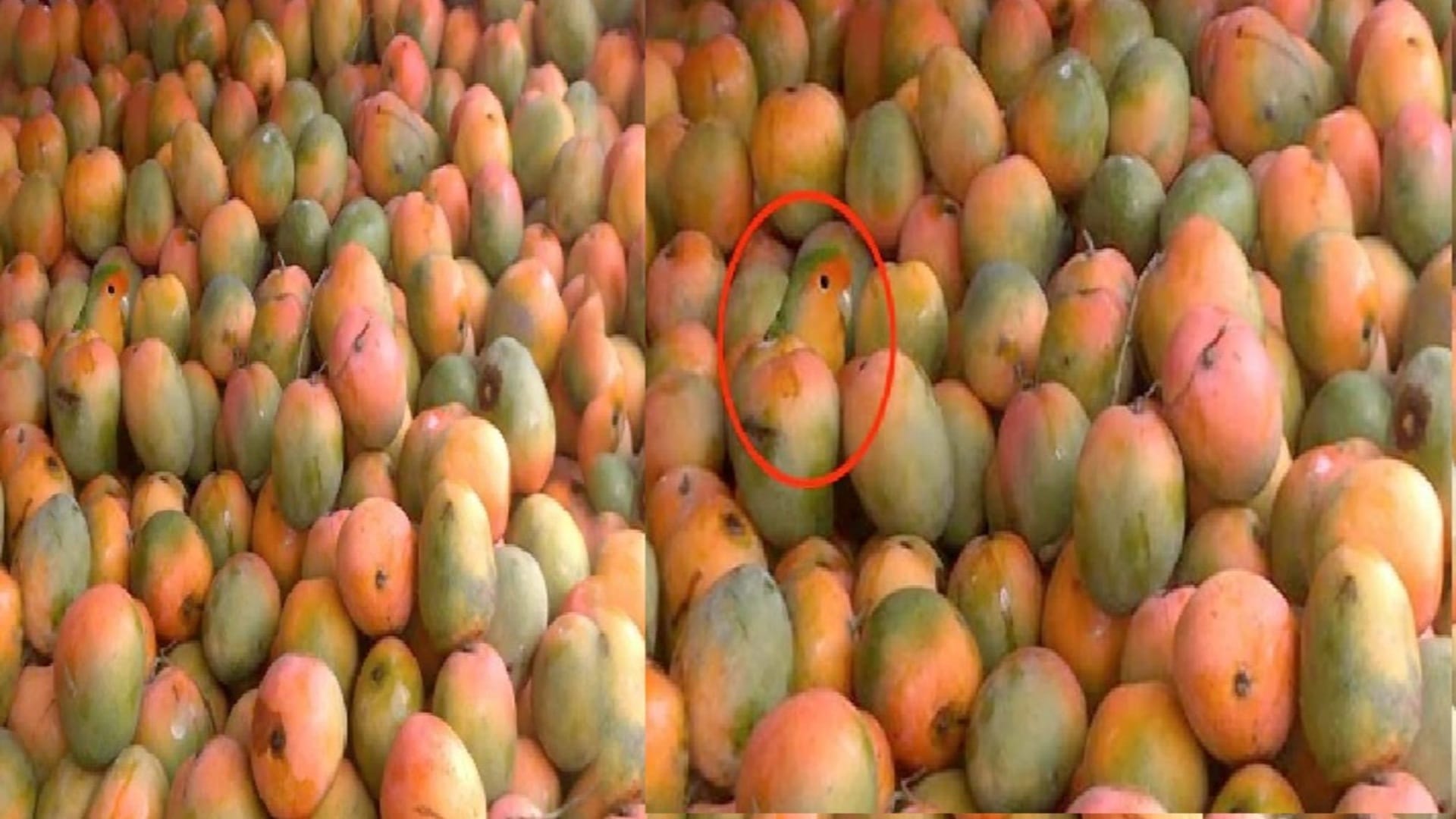 optical illusion can you spot the parrot hiding in image