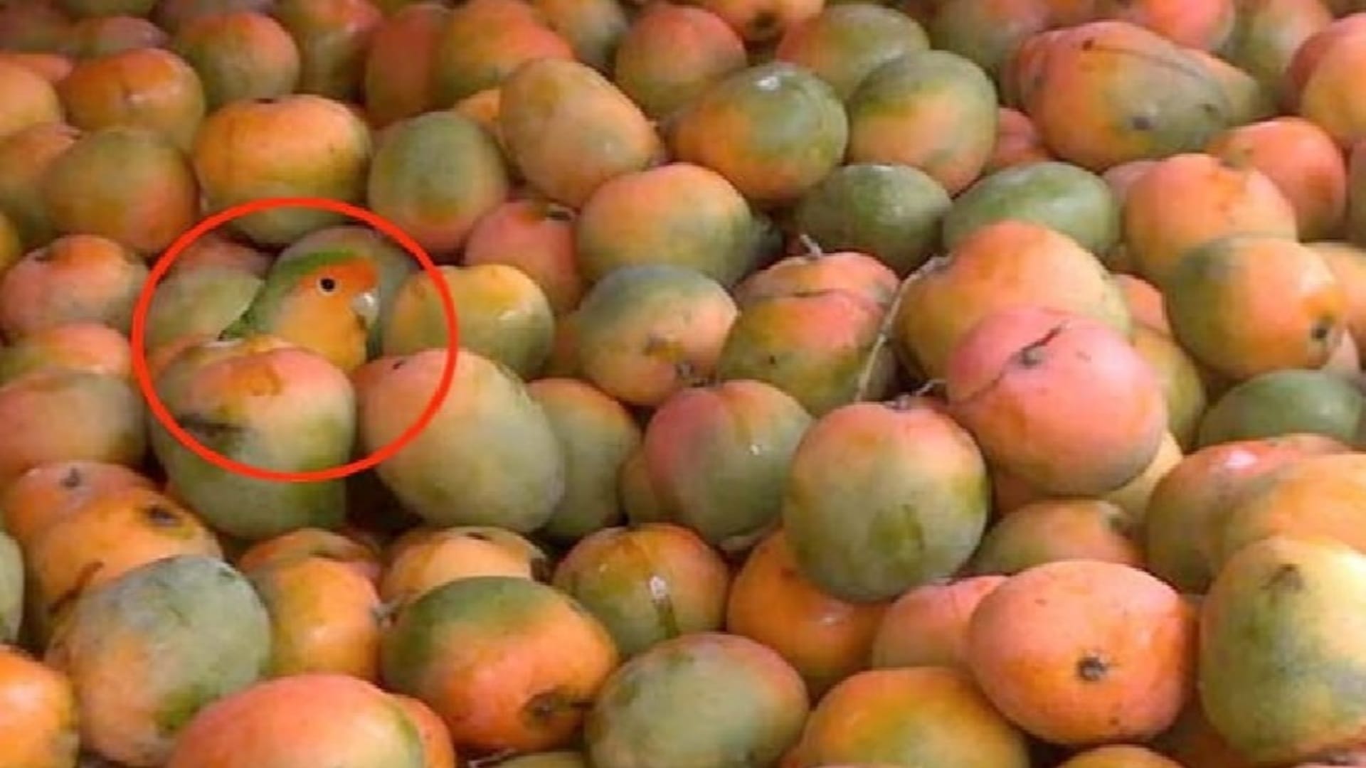optical illusion can you spot the parrot hiding in image