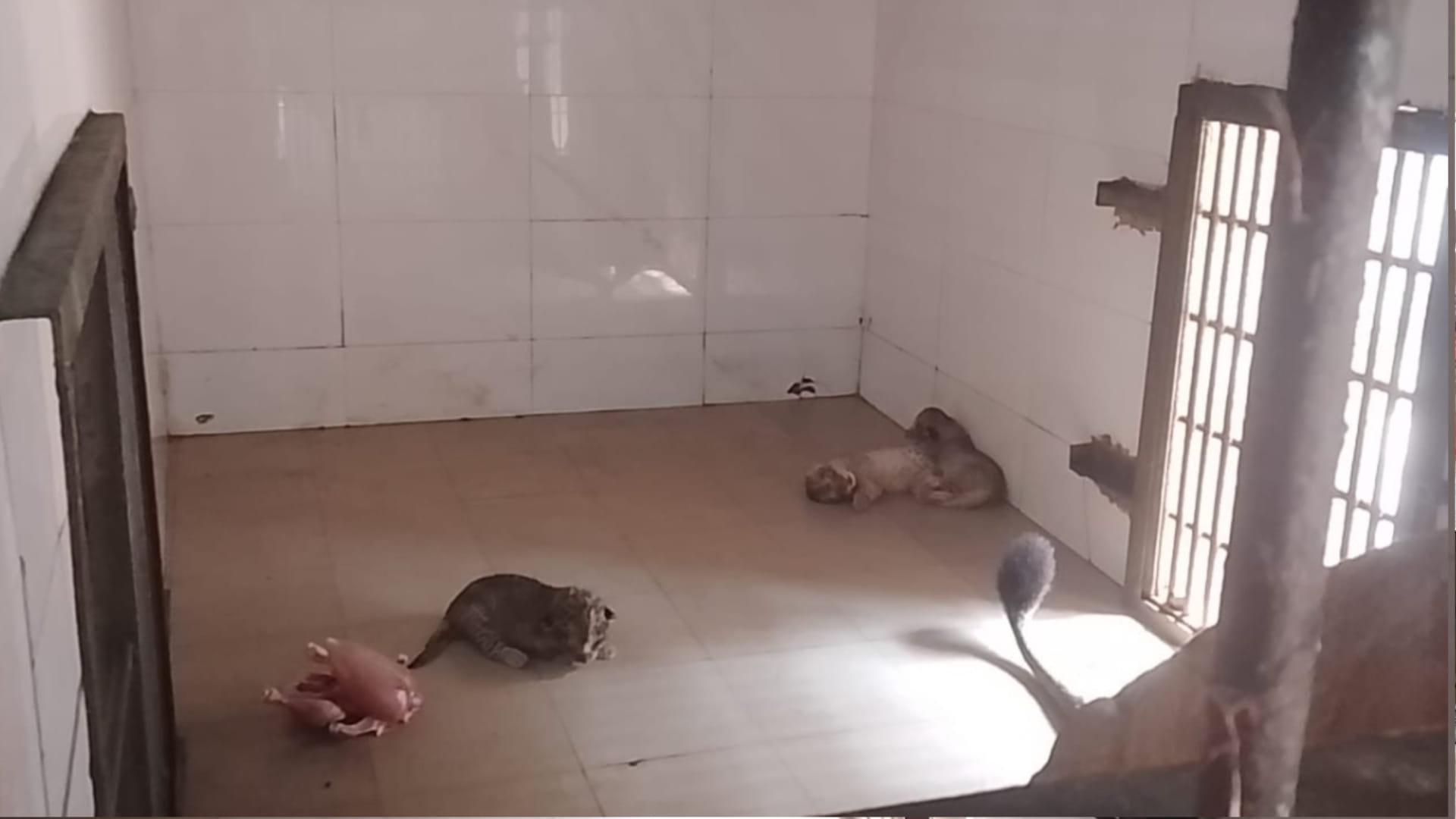 Babbar lioness Pari gave birth to three cubs in Gandhi Zoological Park Gwalior see beautiful pictures