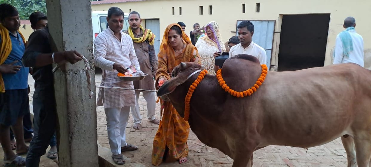 Chana-jaggery fed to cows on Gopashtami