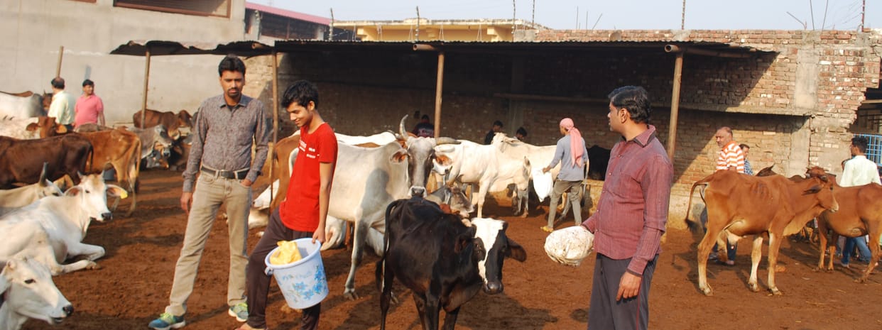 Gopashtami will be meaningful only if the cow mother is saved from Lumpi