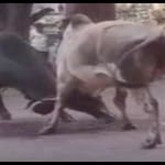 काफी देर तक हुई सांड़ों की लड़ाई