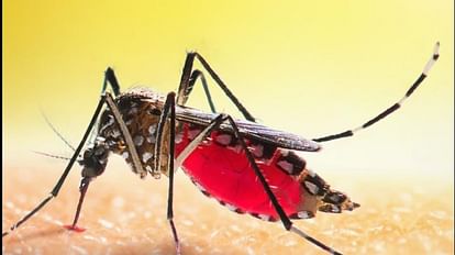 Dengue knock: now wake up government, mosquitoes are attacking