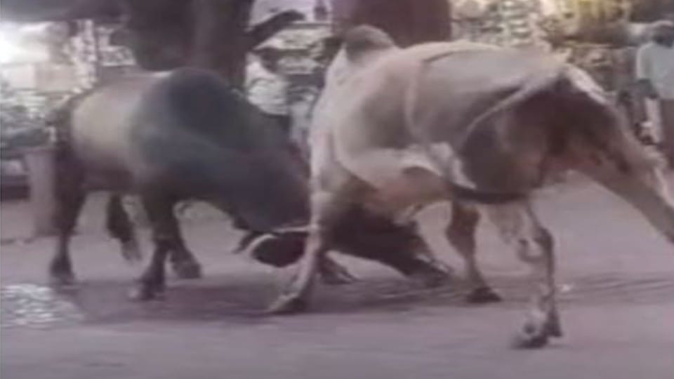 Tourists panic to see the bulls fight at the eastern gate of the Taj Mahal