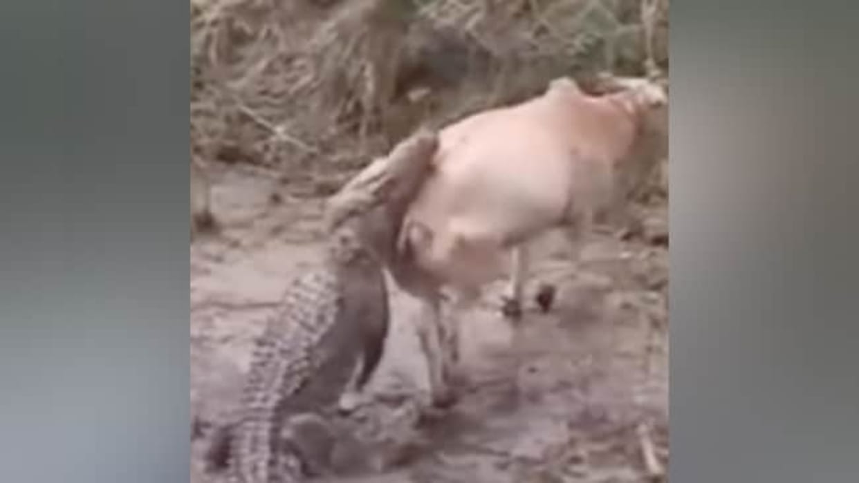 Crocodile Attack Video crocodile while crossing the river attacking cow video goes viral