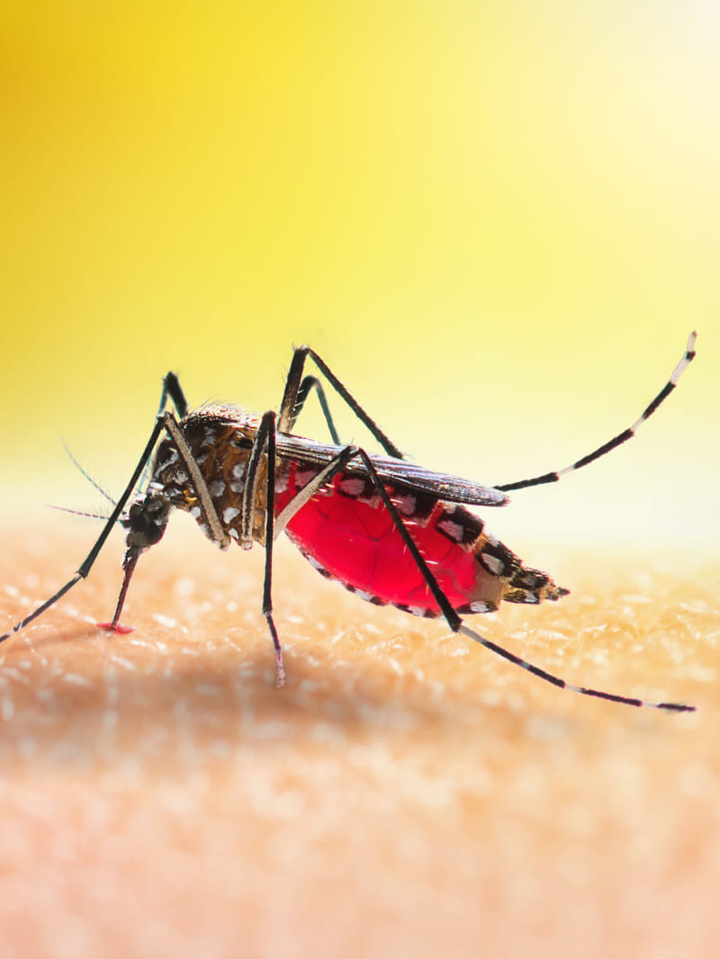 Dengue in Delhi 2761 dengue cases, 291 new cases in a week, 212 malaria patients found this year
