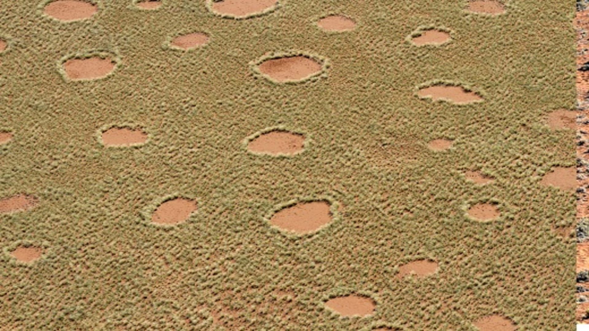Scientists Discoverd Mysterious Fairy Circles in Namibia’s Desert Know Facts
