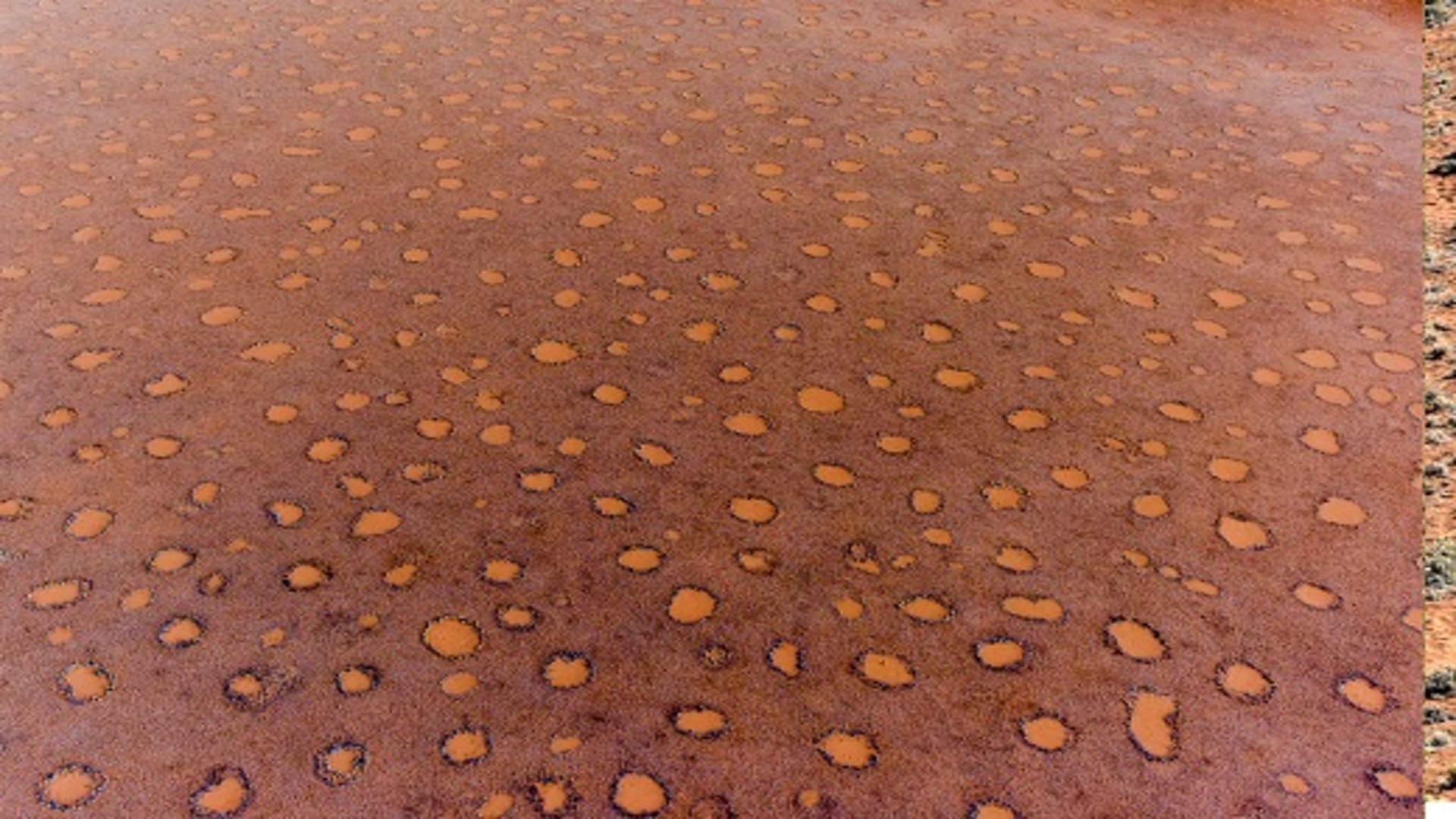 Scientists Discoverd Mysterious Fairy Circles in Namibia’s Desert Know Facts