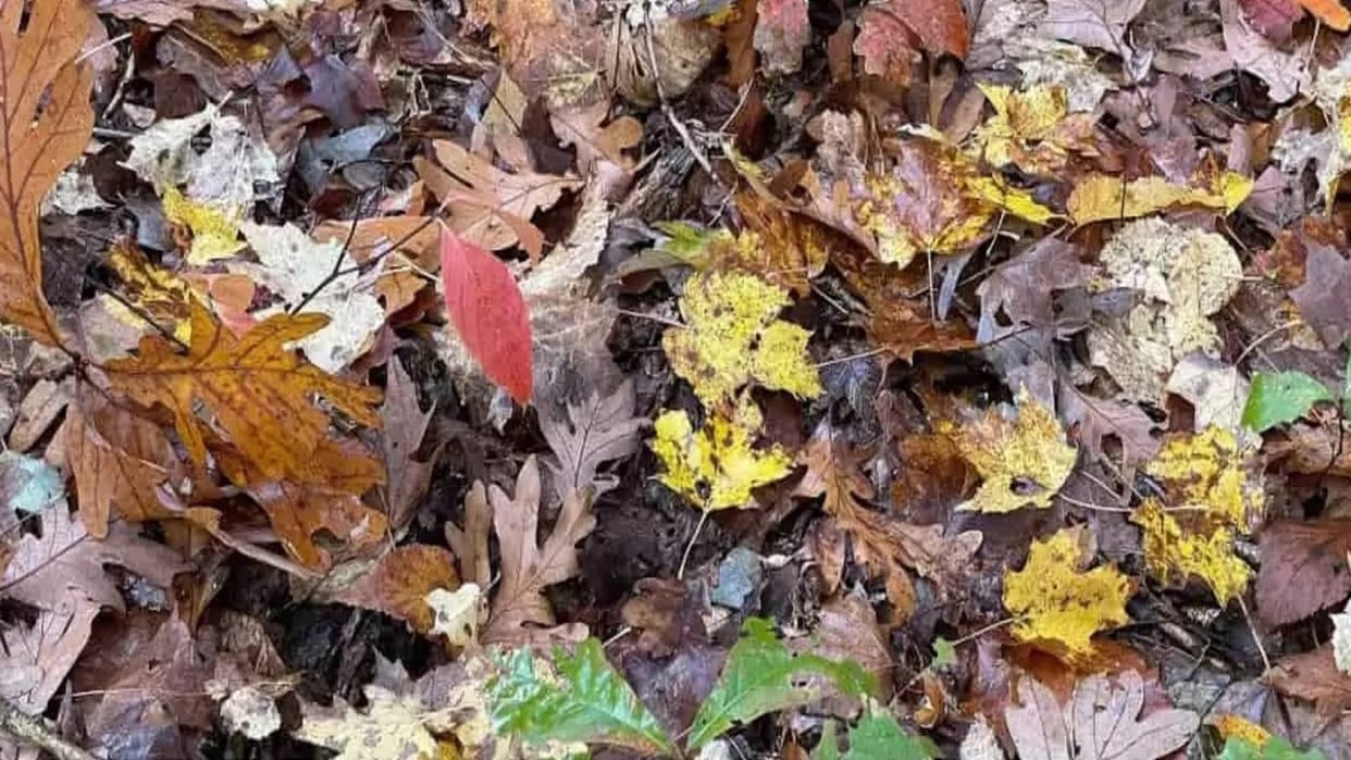 Viral Optical Illusion Photo: Find Out Hidden frog from Picture in 15 Seconds Illusion to Test Your Brain IQ