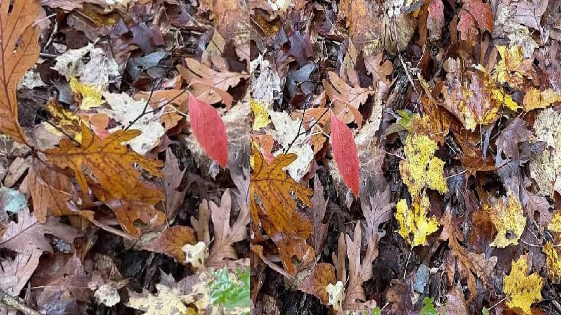 Viral Optical Illusion Photo: Find Out Hidden frog from Picture in 15 Seconds Illusion to Test Your Brain IQ