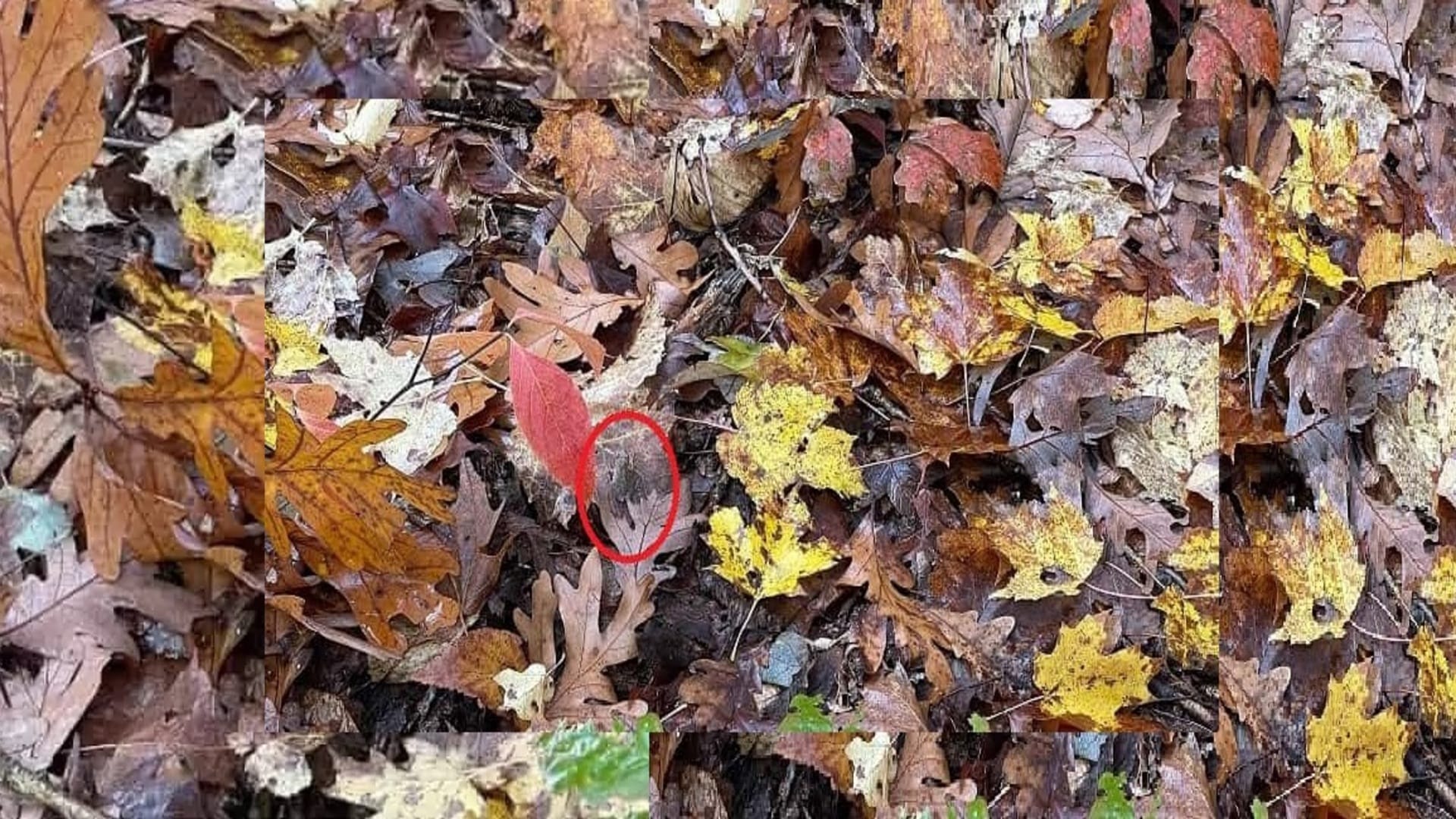 Viral Optical Illusion Photo: Find Out Hidden frog from Picture in 15 Seconds Illusion to Test Your Brain IQ