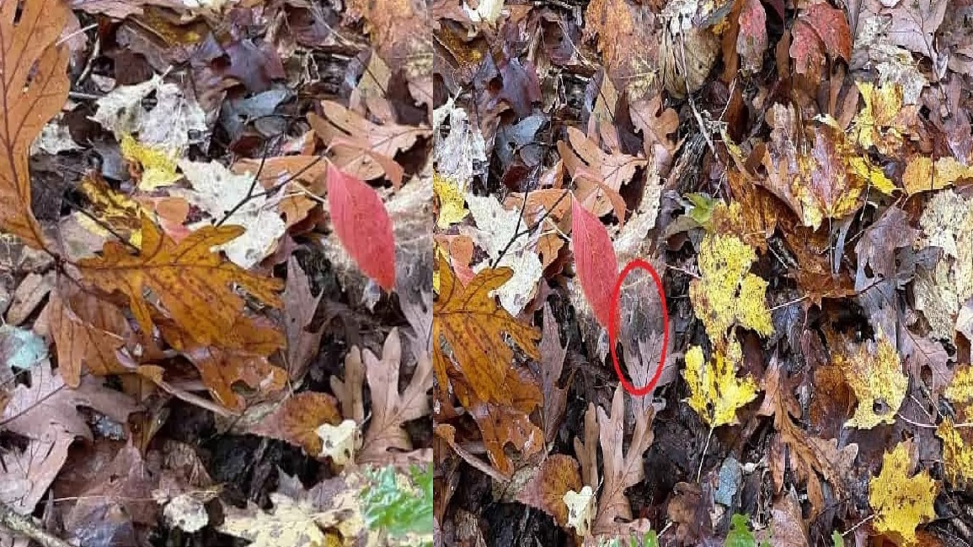 Viral Optical Illusion Photo: Find Out Hidden frog from Picture in 15 Seconds Illusion to Test Your Brain IQ