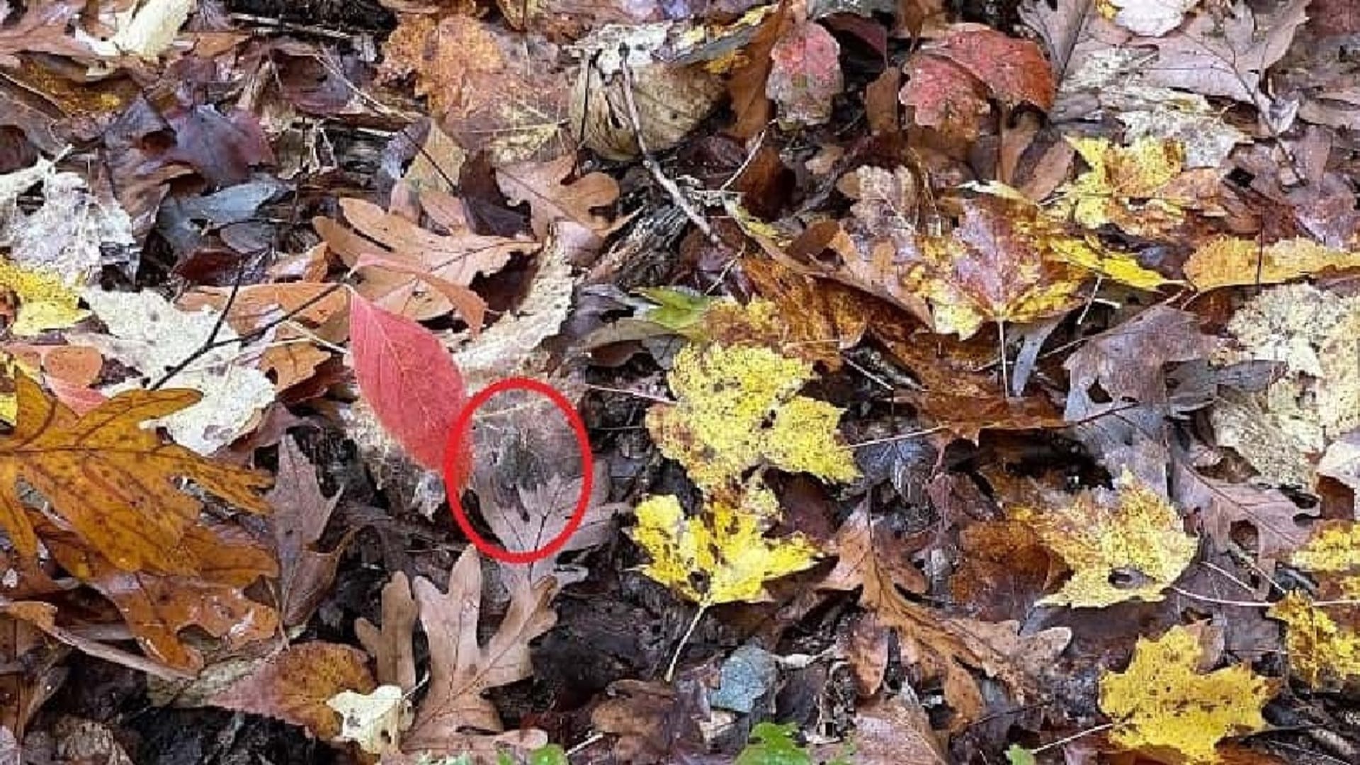 Viral Optical Illusion Photo: Find Out Hidden frog from Picture in 15 Seconds Illusion to Test Your Brain IQ