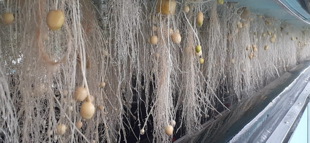 Potato seed will be ready in the air without soil, land