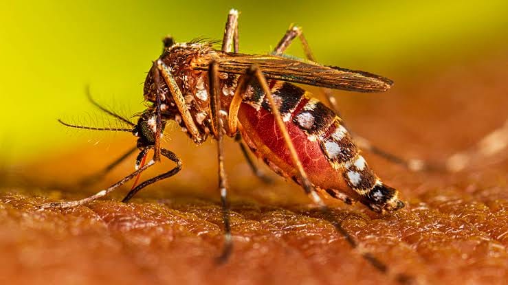 Many teachers of YMCA suffering from dengue, three admitted in ICU, school closed as a precaution