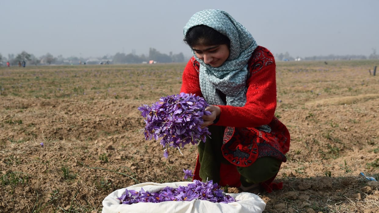 Saffron production increased by 30 percent in Kashmir this year