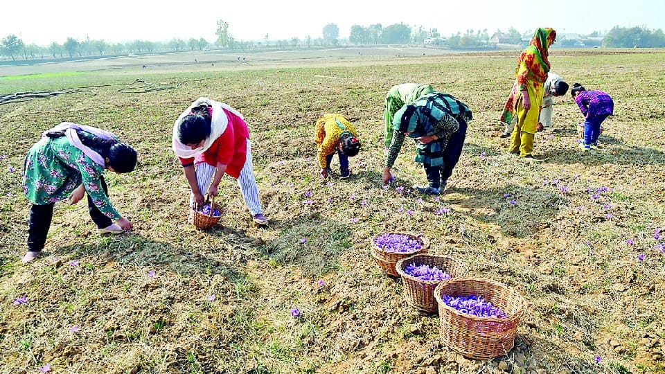 Saffron production increased by 30 percent in Kashmir this year