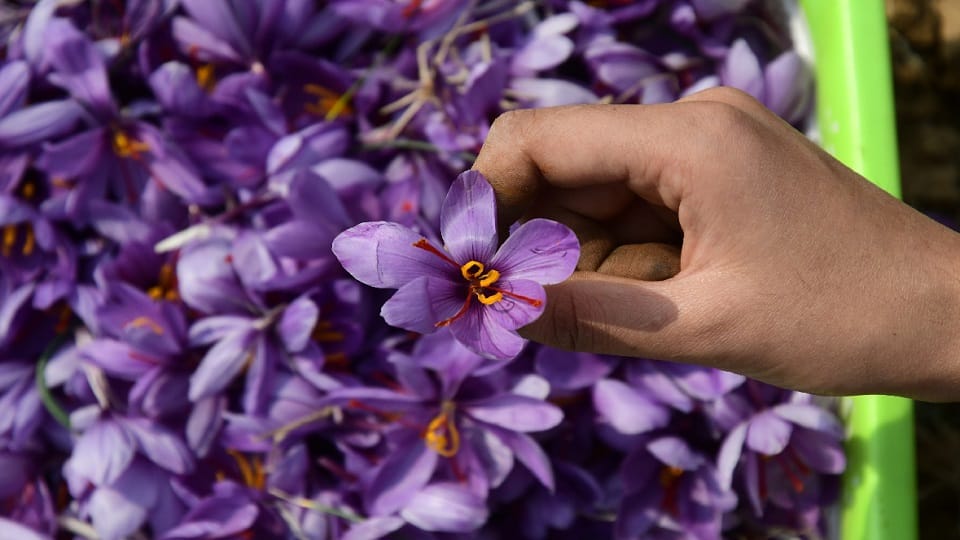 Saffron production increased by 30 percent in Kashmir this year