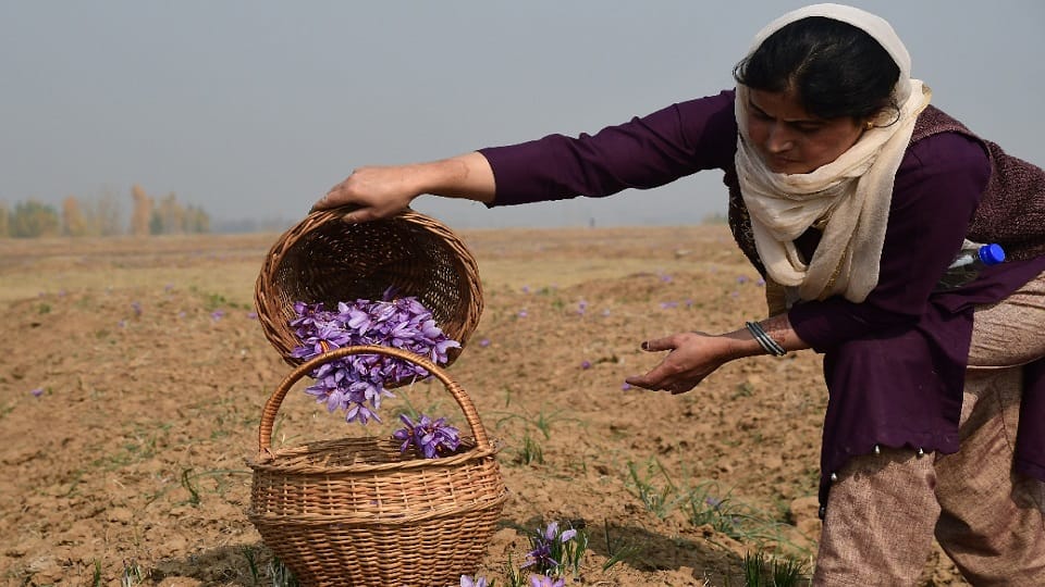 Saffron production increased by 30 percent in Kashmir this year
