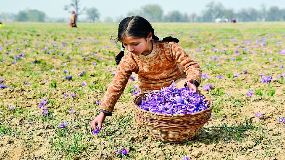 Saffron production increased by 30 percent in Kashmir this year