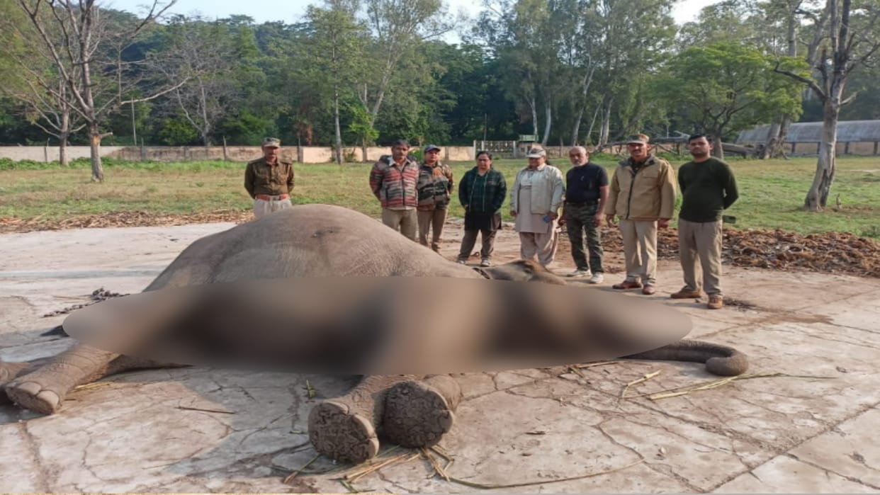 Bijnor:  Female Elephant Ganga died during treatment of stomach infection in kalagarh Hathishala