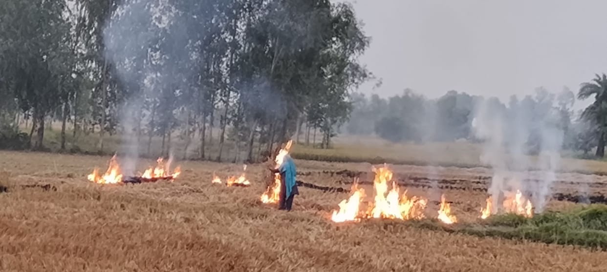 Paddy burned continiously in district