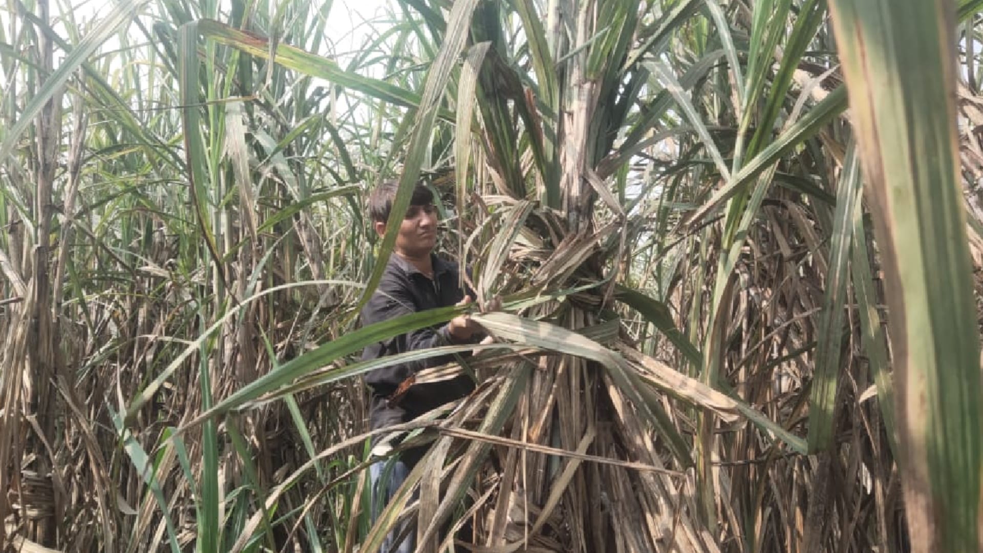 Meet Farmer Rakhi from Muzaffarnagar, she is setting an example for others, farming alone on bighas of land